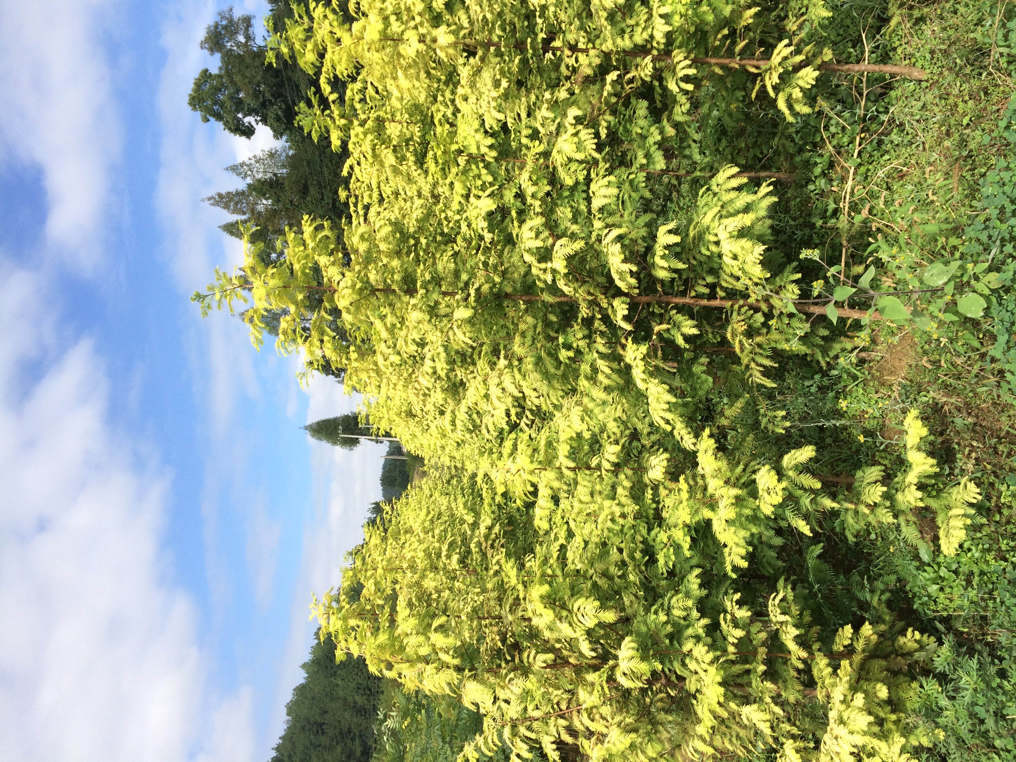 高山黃楊圖片/高山黃楊樣板圖 (4)