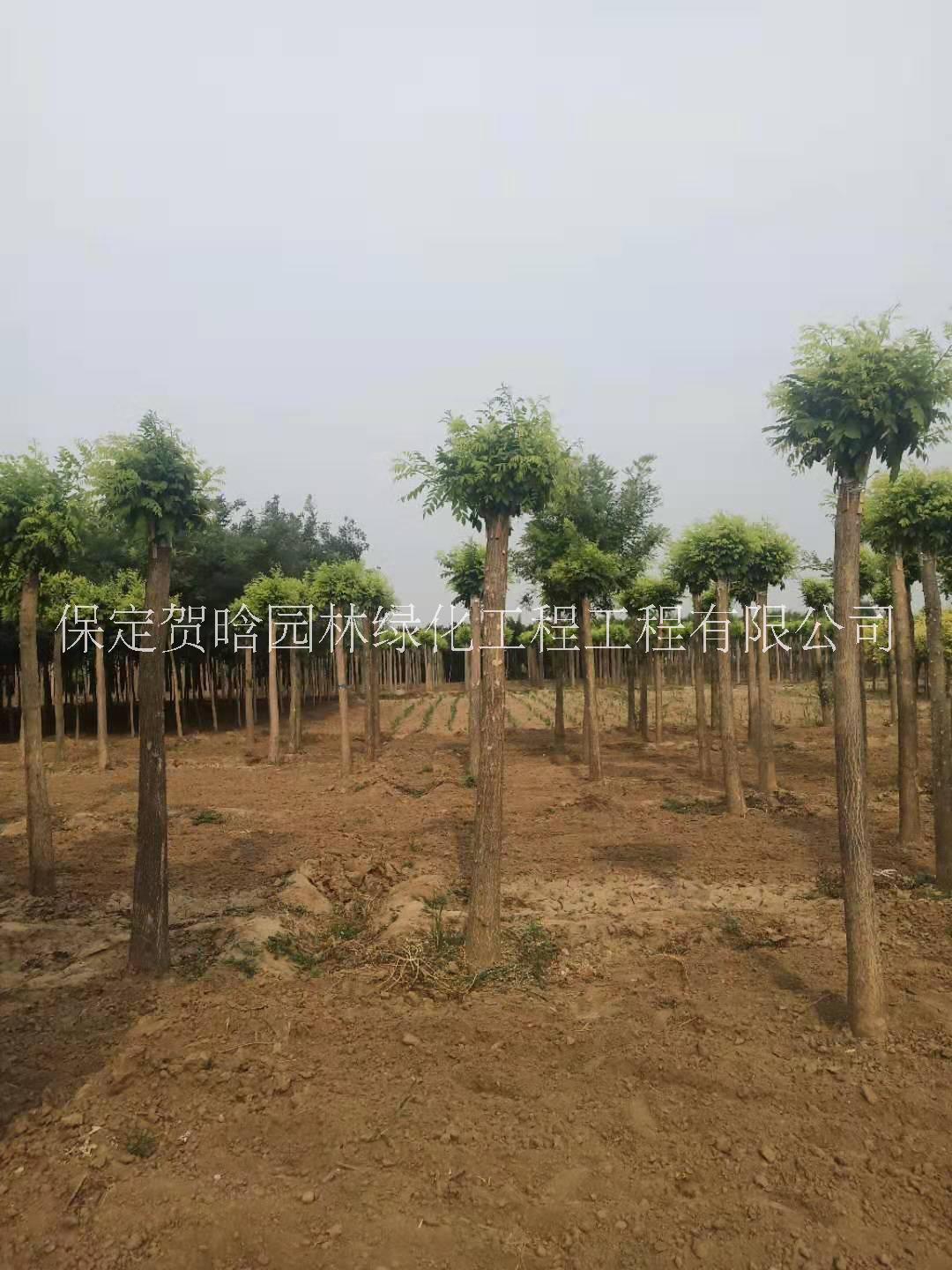保定8-15公分的金枝槐報價圖片/保定8-15公分的金枝槐報價樣板圖 (4)