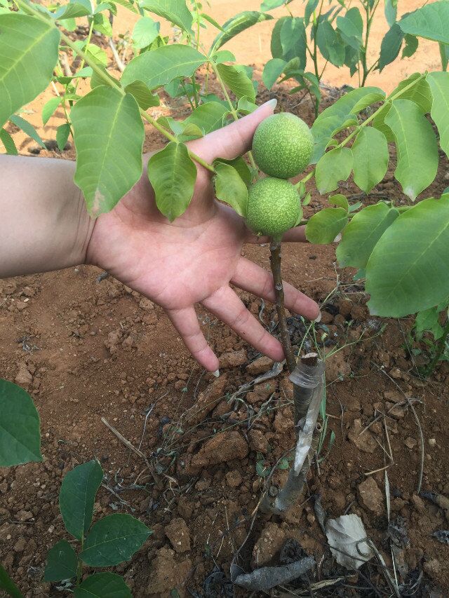 核核桃圖片/核核桃樣板圖 (2)