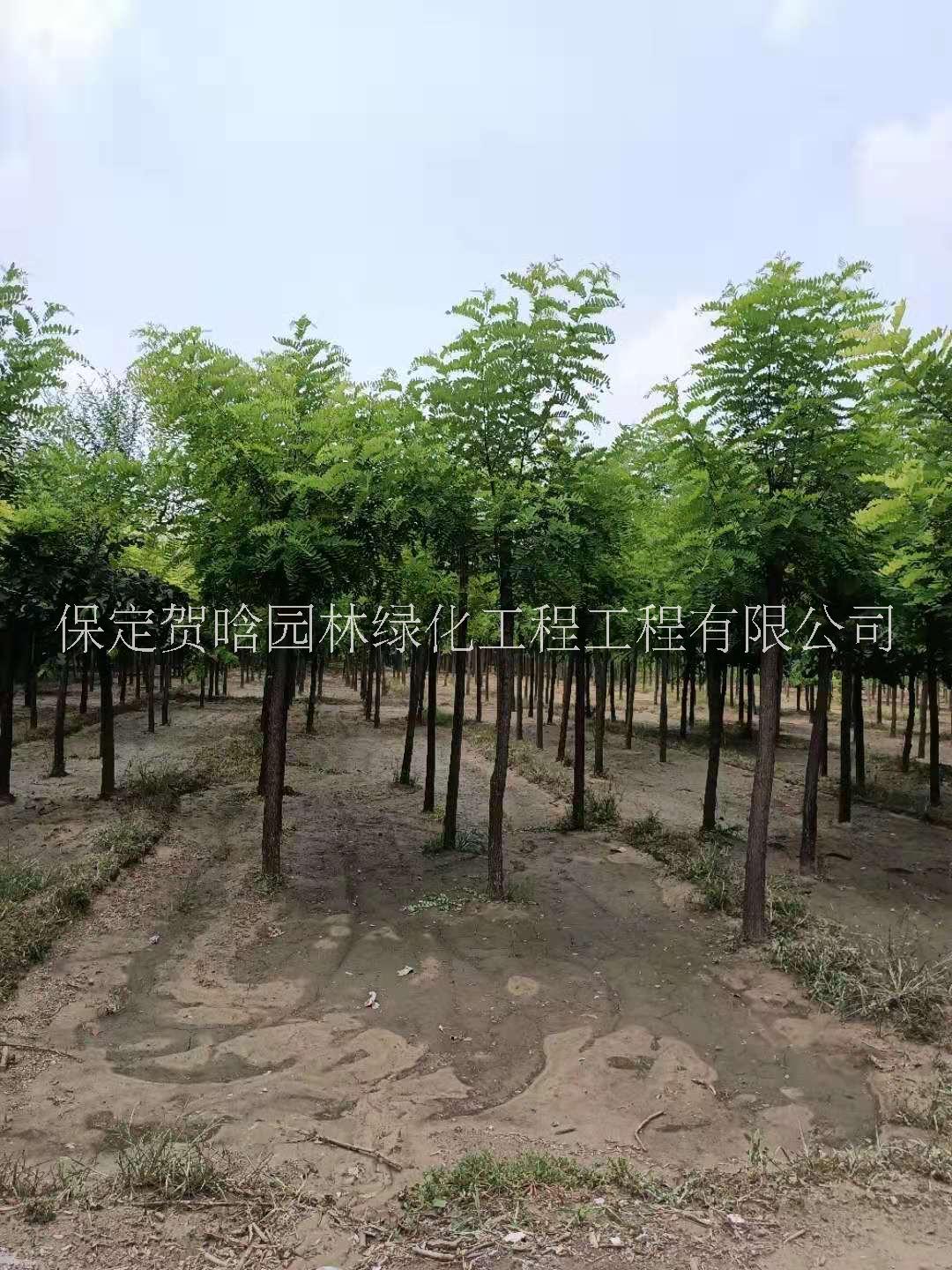 保定市各种规格刺槐批发厂家