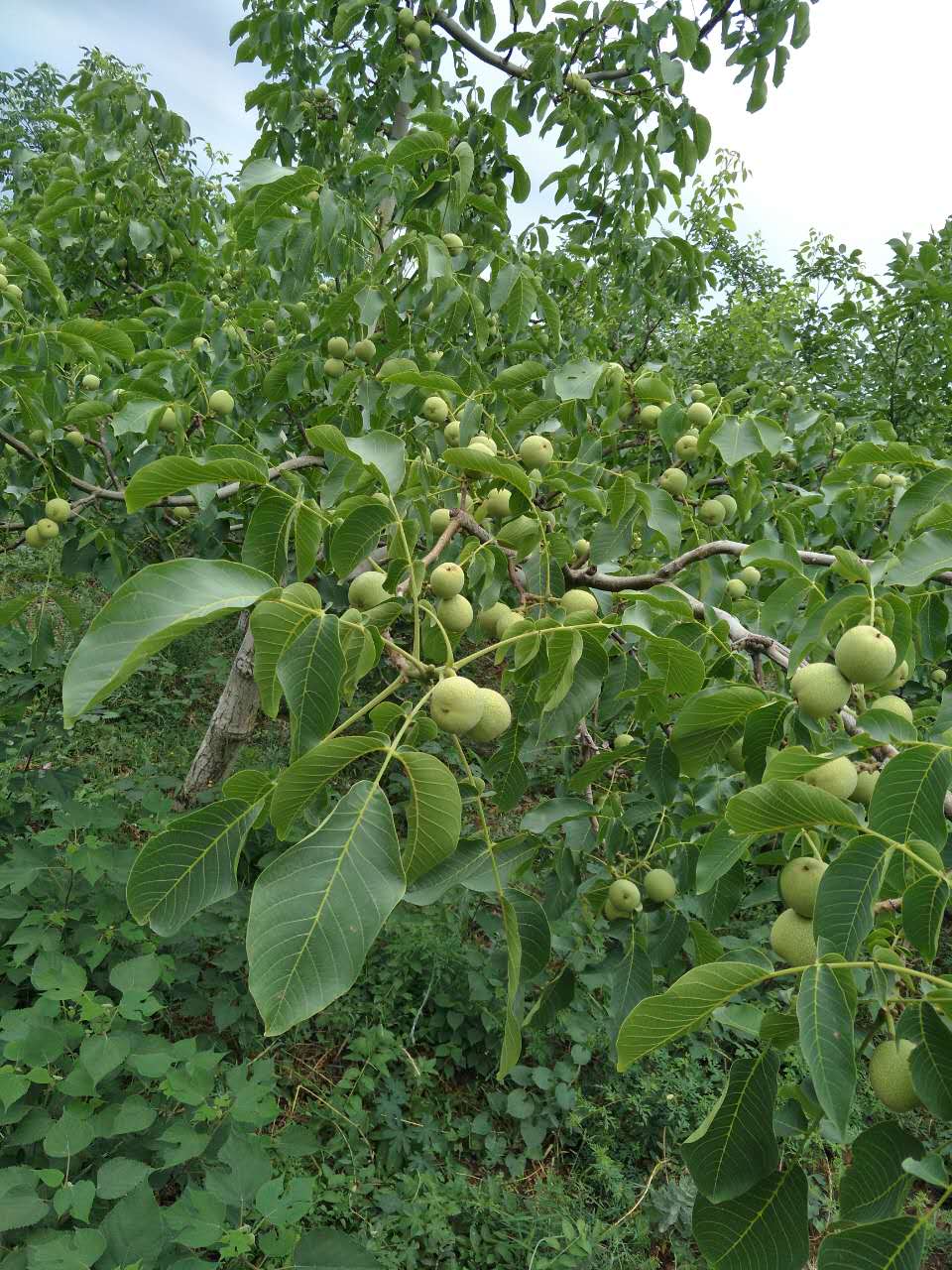 核桃苗圖片/核桃苗樣板圖 (3)