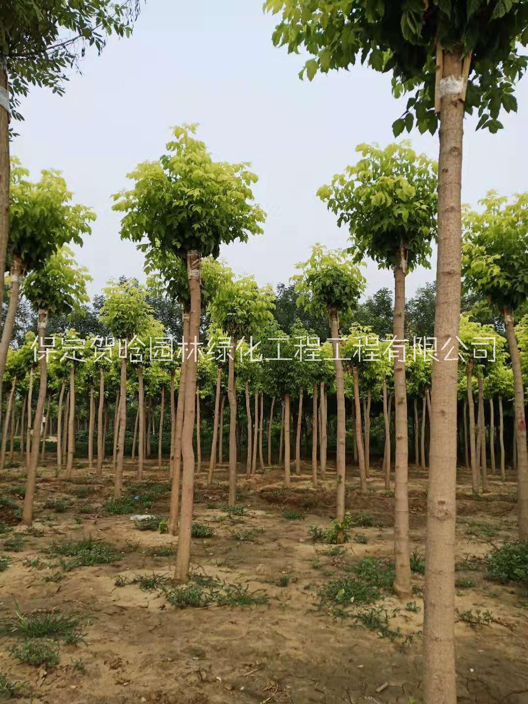 金葉復(fù)葉戚圖片/金葉復(fù)葉戚樣板圖 (4)