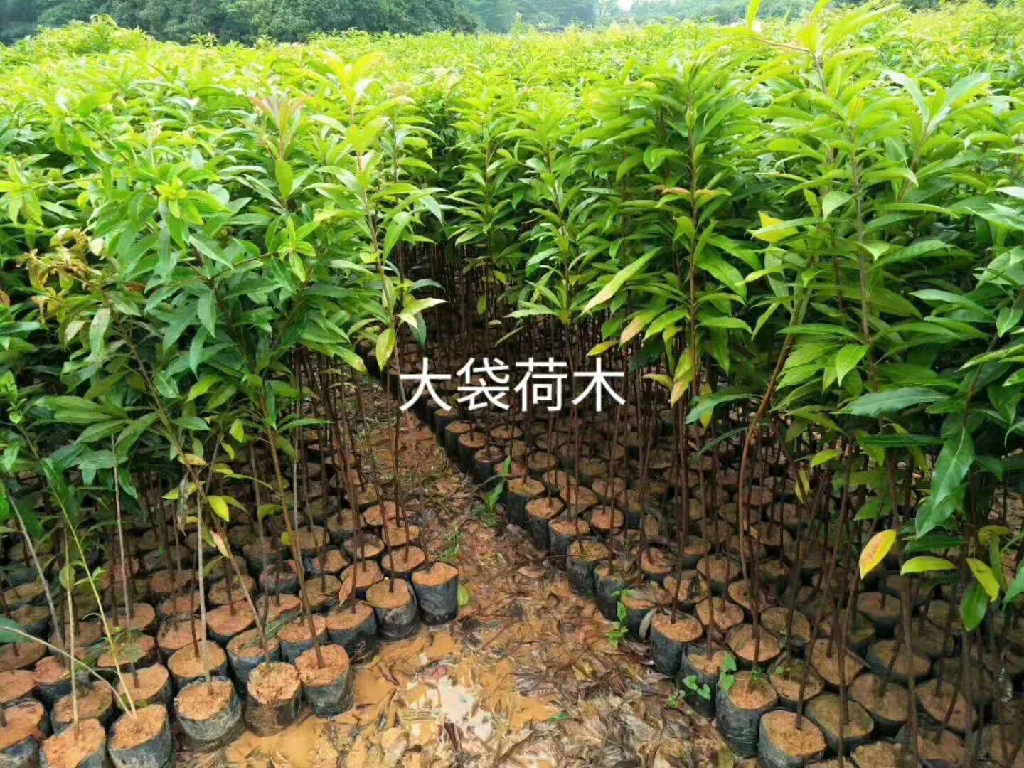 佛山木荷种植批发价格图片