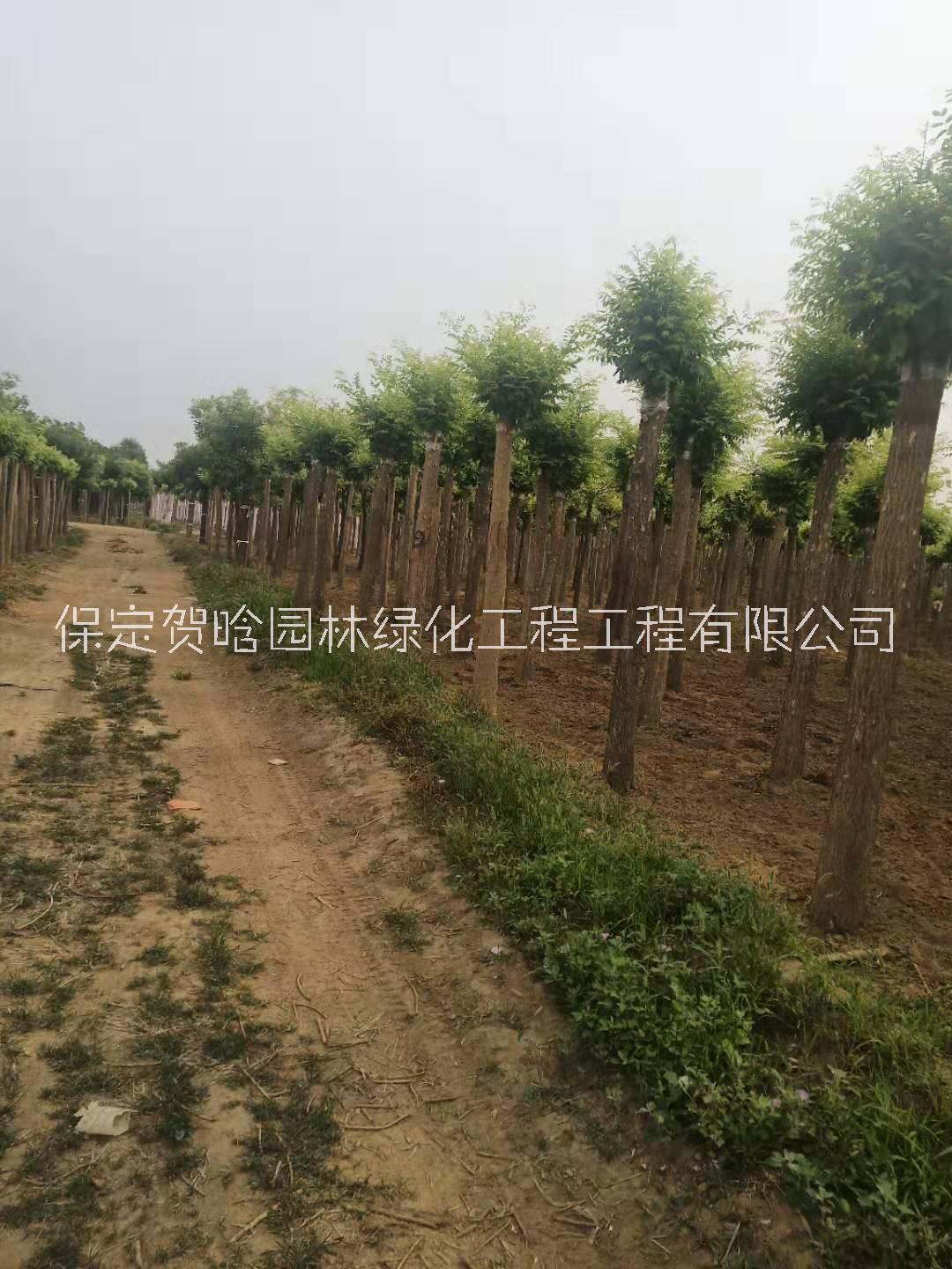金枝槐圖片/金枝槐樣板圖 (2)