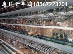 養(yǎng)殖場(chǎng)圖片/養(yǎng)殖場(chǎng)樣板圖 (2)