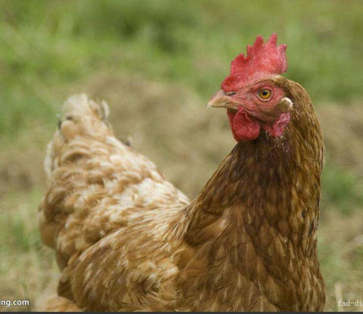 養(yǎng)殖場(chǎng)圖片/養(yǎng)殖場(chǎng)樣板圖 (4)