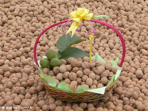 烘干機核桃圖片/烘干機核桃樣板圖 (2)