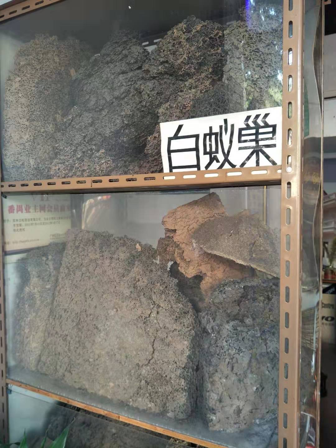 白蟻防治公司圖片/白蟻防治公司樣板圖 (2)