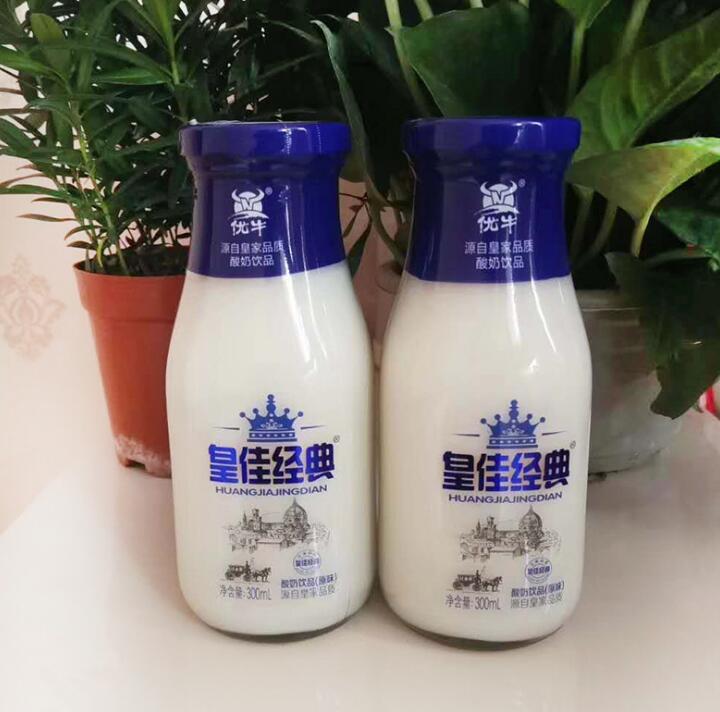 原味乳酸菌饮品 300ml*15原味乳酸菌饮品含乳饮料 儿童饮品玻璃瓶装 诚招代理加盟