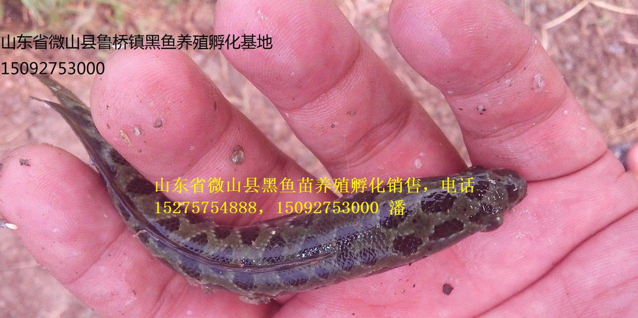 黑魚苗養(yǎng)殖圖片/黑魚苗養(yǎng)殖樣板圖 (2)