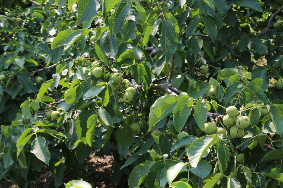 豐產(chǎn)核桃,高產(chǎn)核桃樹(shù),優(yōu)質(zhì)核桃樹(shù)，畝產(chǎn)千斤