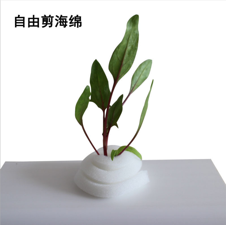 自由剪定植海綿圖片