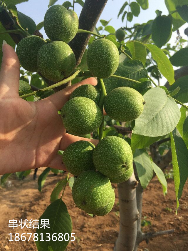 淄博市冠核一号核桃苗栽植当年见果三年收厂家薄皮核桃冠核一号核桃苗栽植当年见果三年收山东冠核农业核桃苗基地