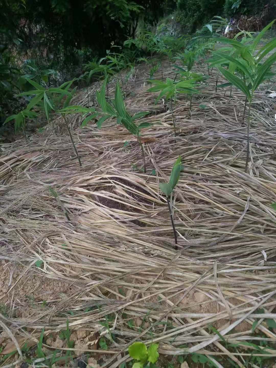 黃精圖片/黃精樣板圖 (2)