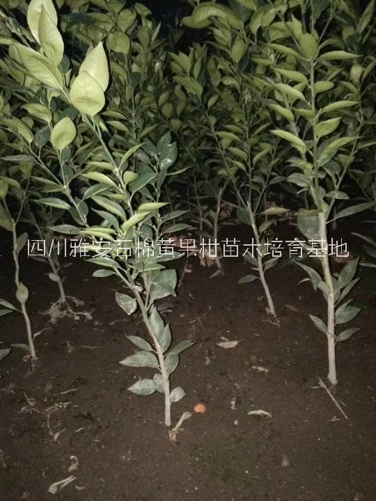 柑苗木圖片/柑苗木樣板圖 (1)