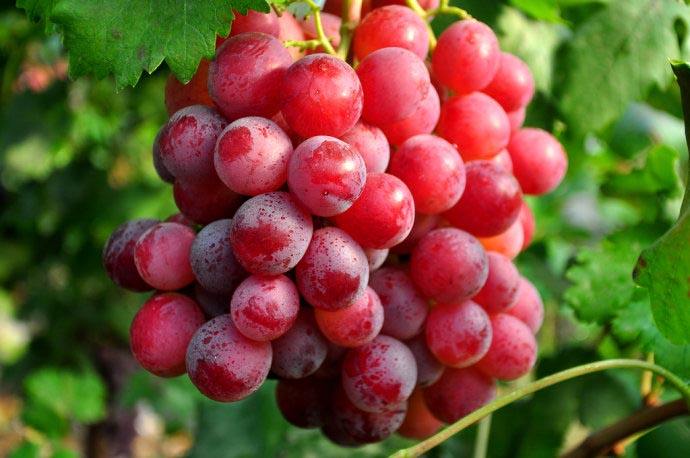 長沙地區(qū)-葡萄配送圖片/長沙地區(qū)-葡萄配送樣板圖 (1)