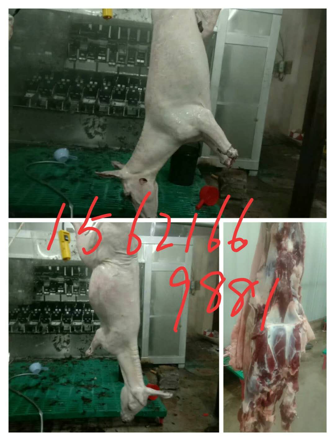 全自動殺驢脫毛機圖片