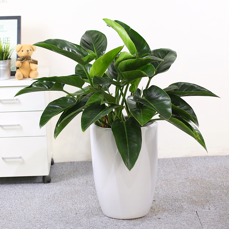 武漢苗木基地草花園林綠化用花灌木圖片