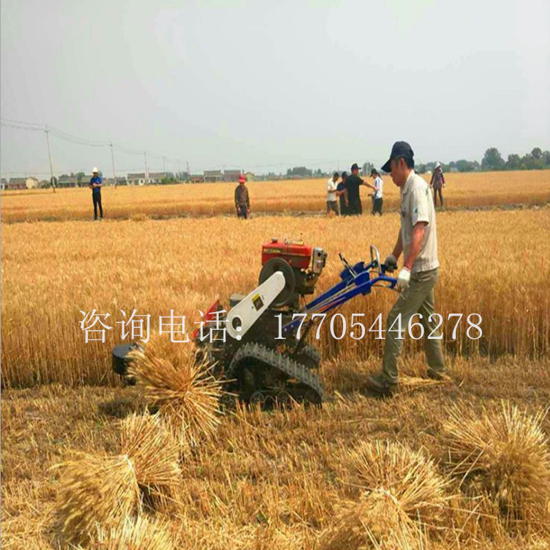 草席草圖片/草席草樣板圖 (4)