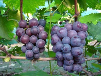 長沙地區(qū)-葡萄配送圖片/長沙地區(qū)-葡萄配送樣板圖 (2)