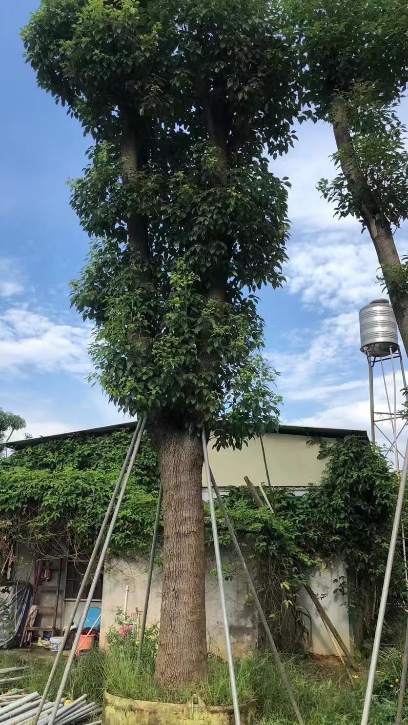 10公分香樟树香樟树 香樟树基地 揭阳香樟树基地 普宁香樟树基地 福建香樟树基地 15公分香樟树 10公分香樟树