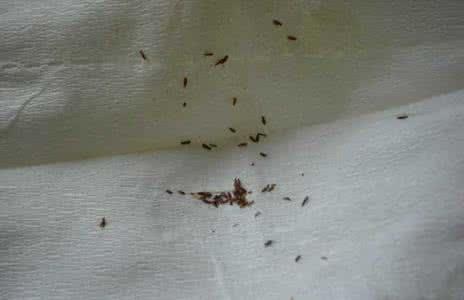 滅跳蚤圖片/滅跳蚤樣板圖 (1)