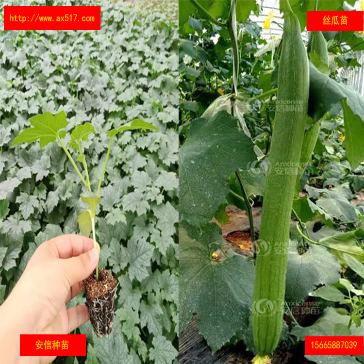 絲瓜苗圖片