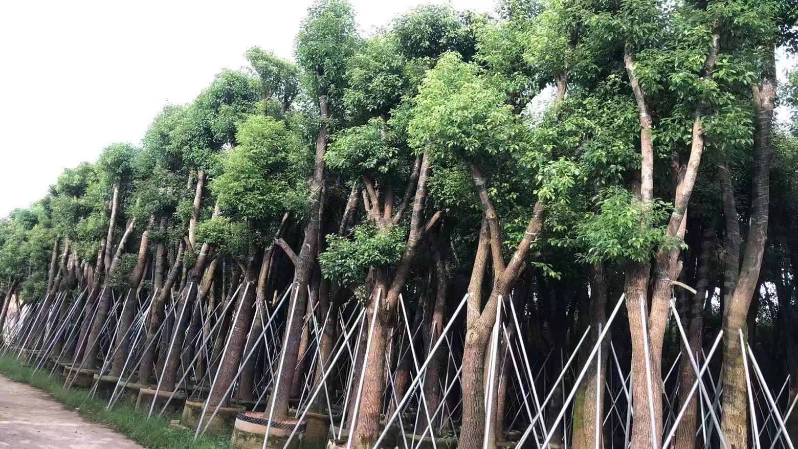 河南香樟圖片/河南香樟樣板圖 (2)
