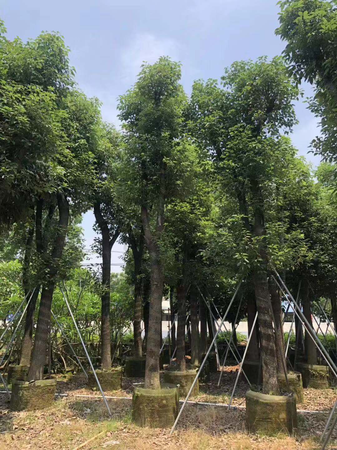 5公分香樟圖片/5公分香樟樣板圖 (3)