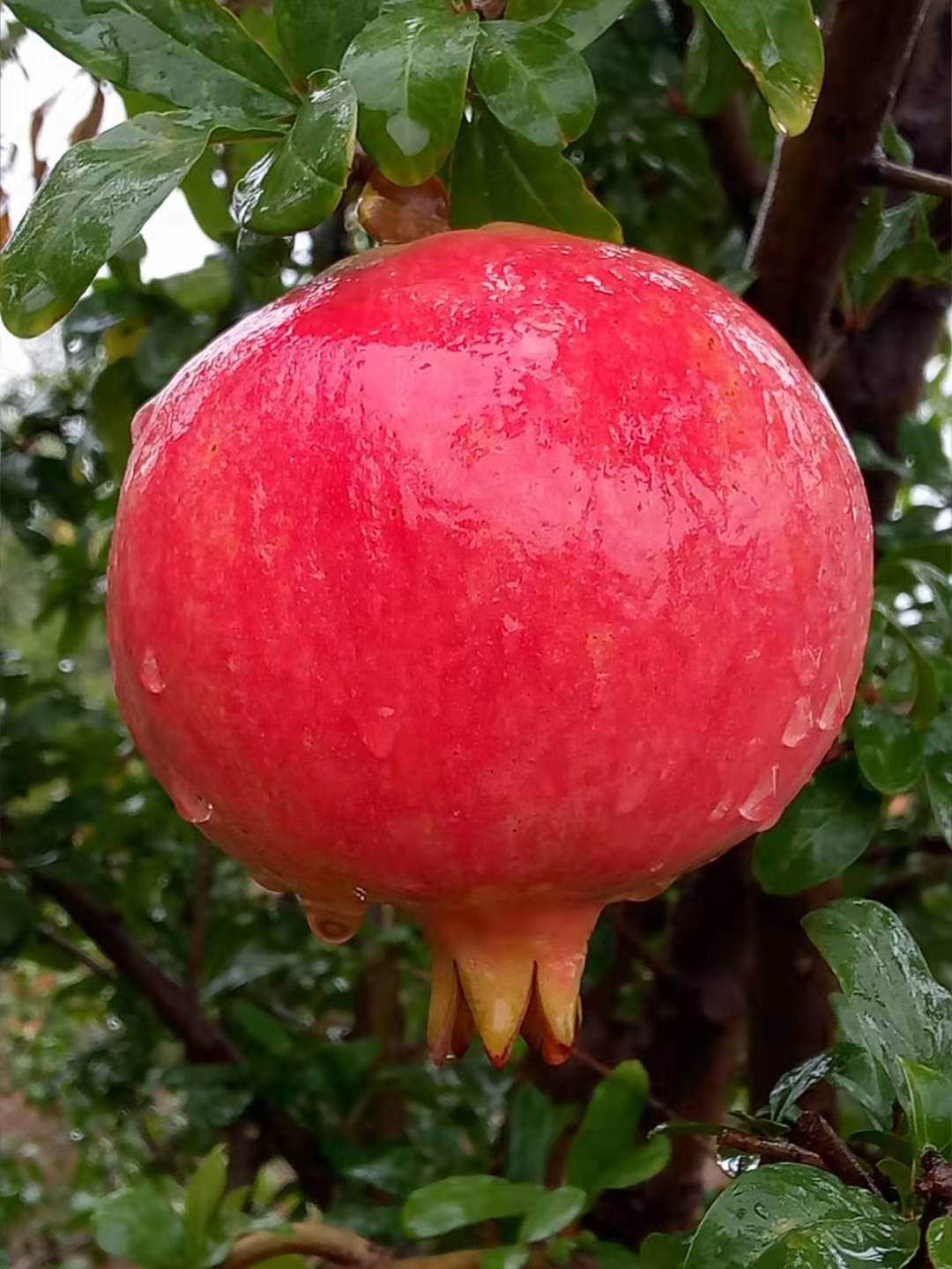 河陰石榴基地圖片