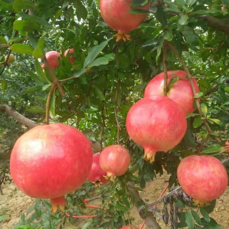 河陰軟籽石榴圖片/河陰軟籽石榴樣板圖 (2)