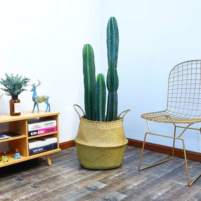 武漢戶外綠化施工苗木供應(yīng)送貨上門圖片/武漢戶外綠化施工苗木供應(yīng)送貨上門樣板圖 (2)