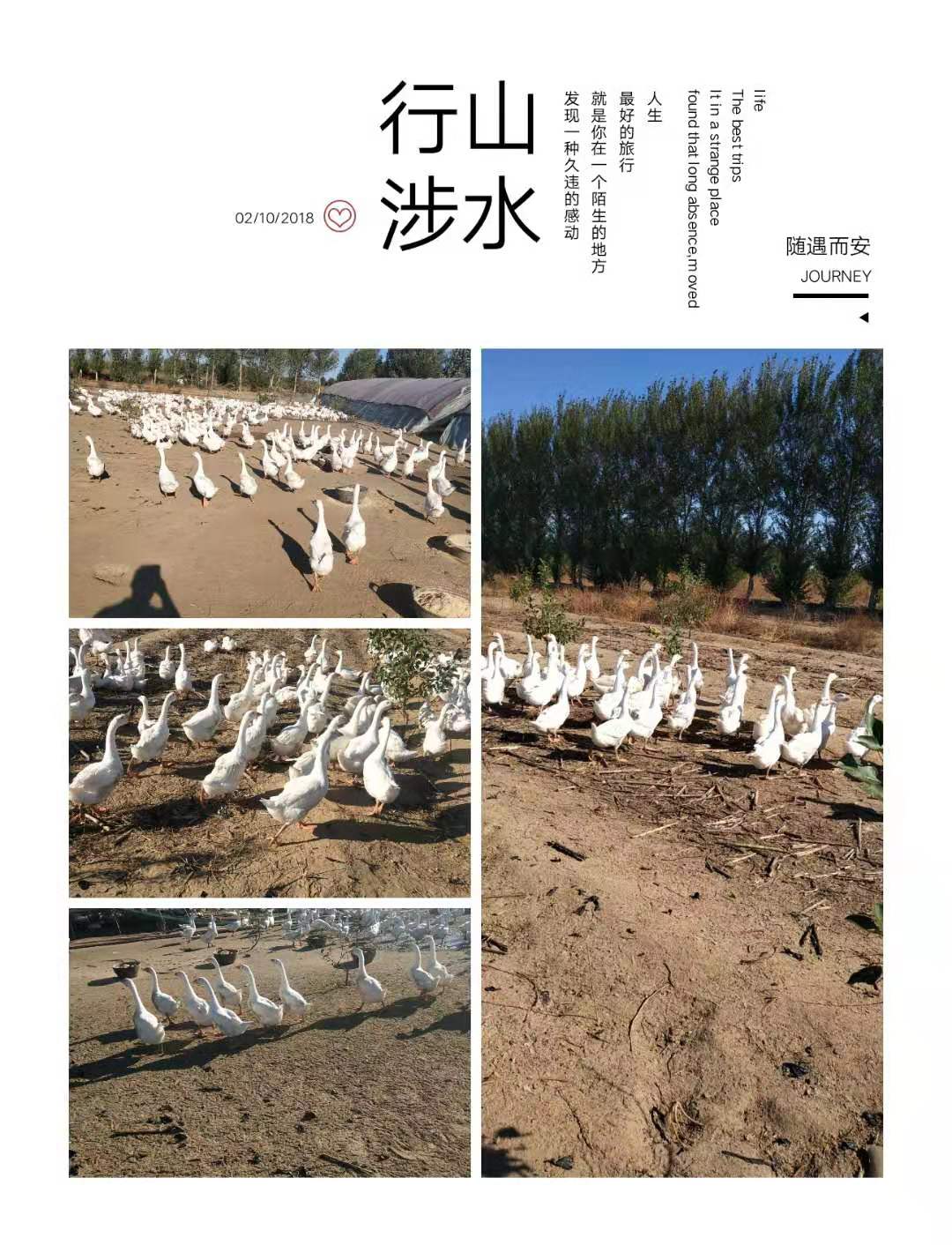笨雞蛋圖片/笨雞蛋樣板圖 (2)