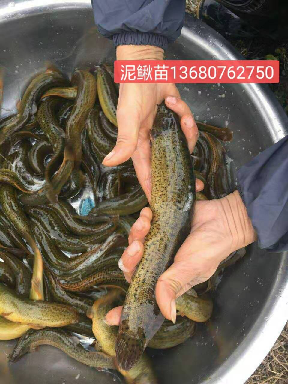 泥鰍魚苗圖片/泥鰍魚苗樣板圖 (4)
