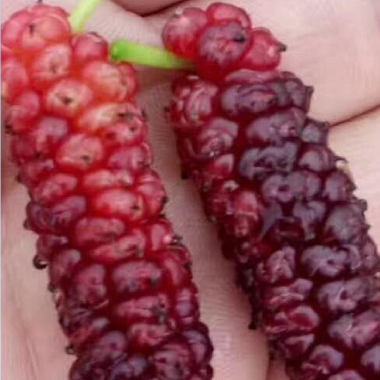 四季果桑圖片/四季果桑樣板圖 (3)