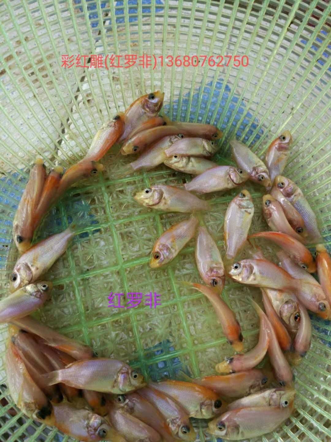 紅羅非苗圖片/紅羅非苗樣板圖 (2)