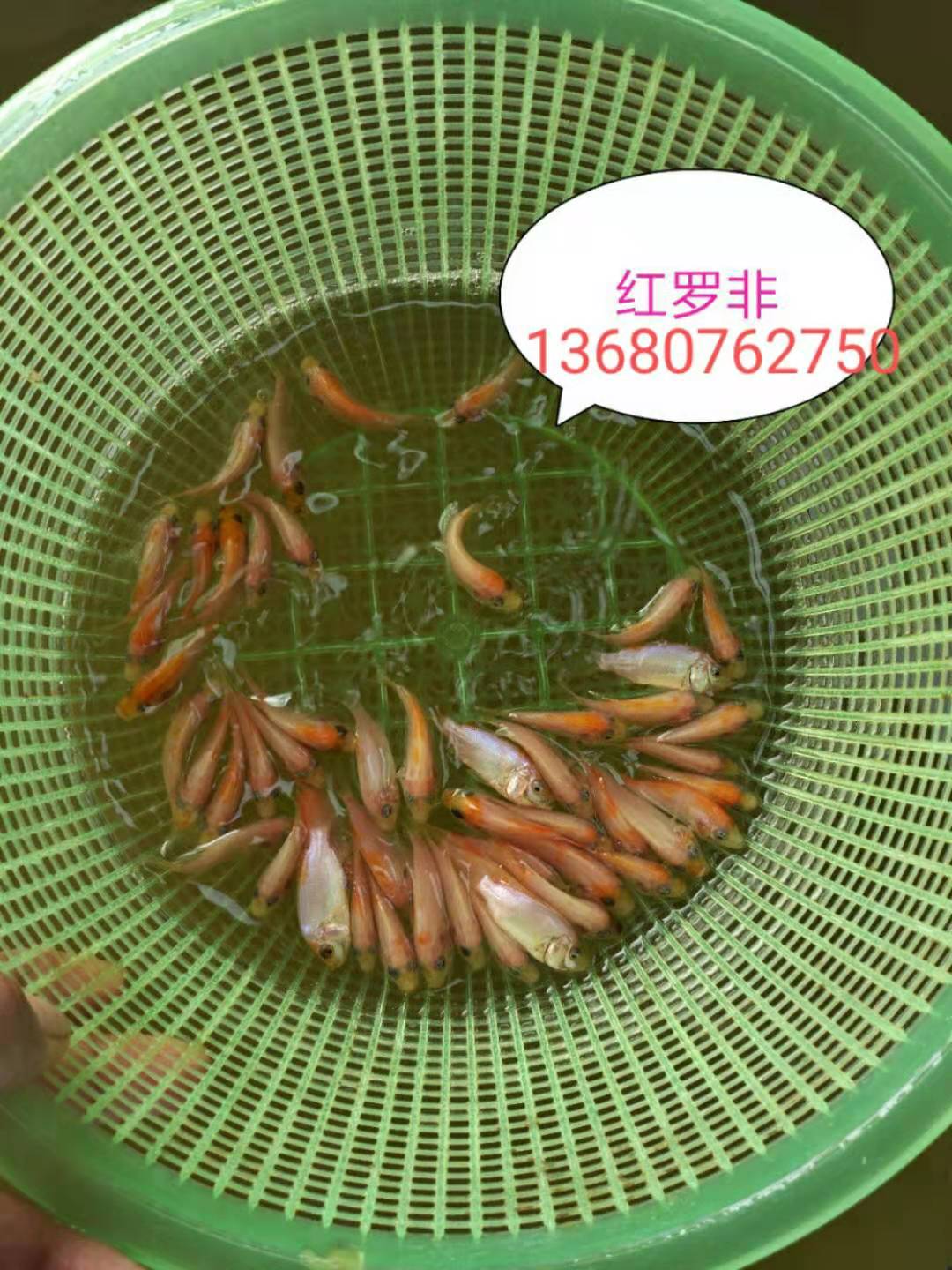 河源市紅羅非苗廠家-供應商-批發(fā)