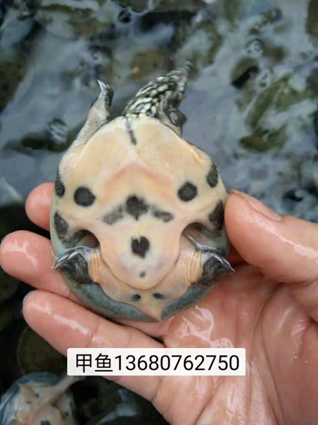 甲魚(yú)苗圖片/甲魚(yú)苗樣板圖 (2)