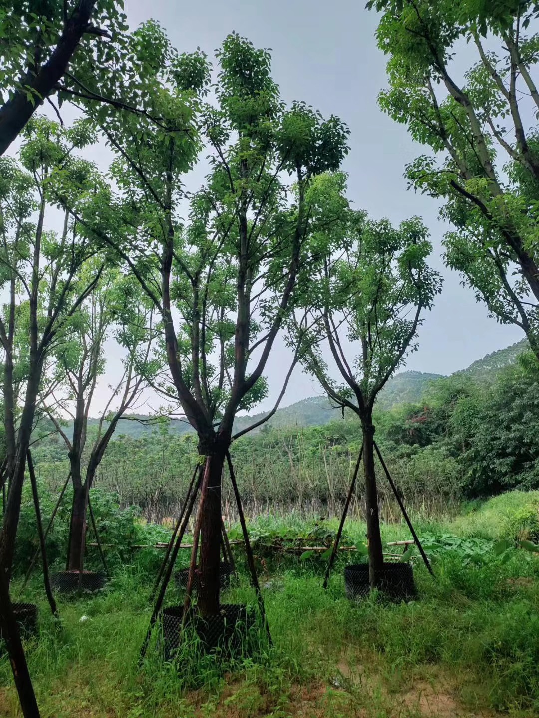 福建香樟圖片/福建香樟樣板圖 (4)