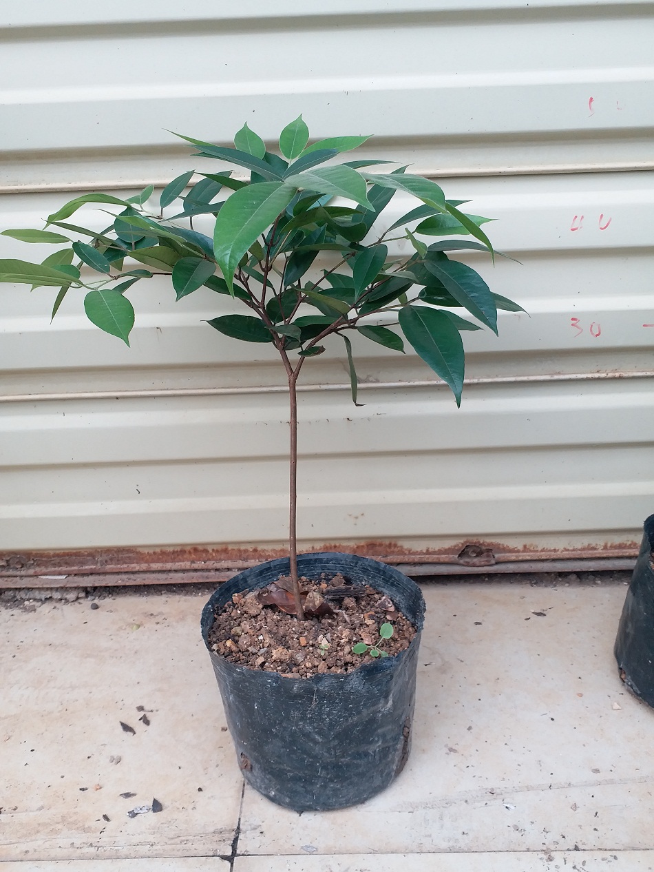 肯布卡嘉寶果 兩年苗