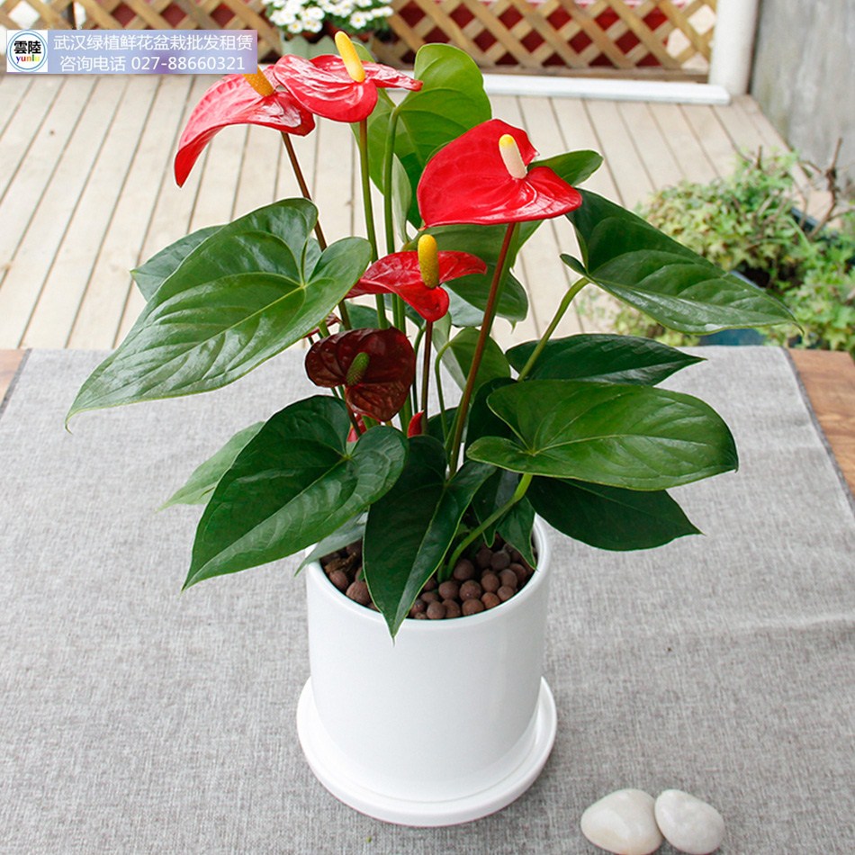 武漢樹木花灌木銷售庭院設(shè)計施工養(yǎng)圖片