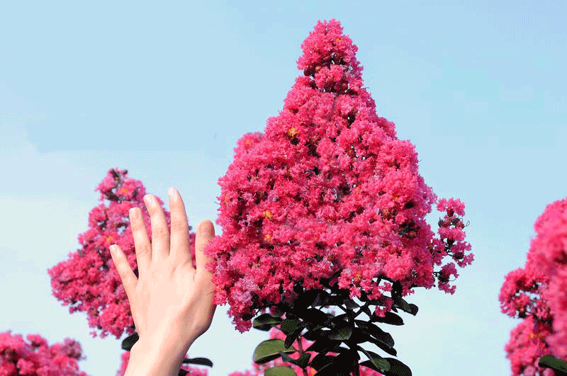 江西天鹅绒紫薇的种植技术?天鹅绒紫薇哪家好 天鹅绒紫薇小苗图片