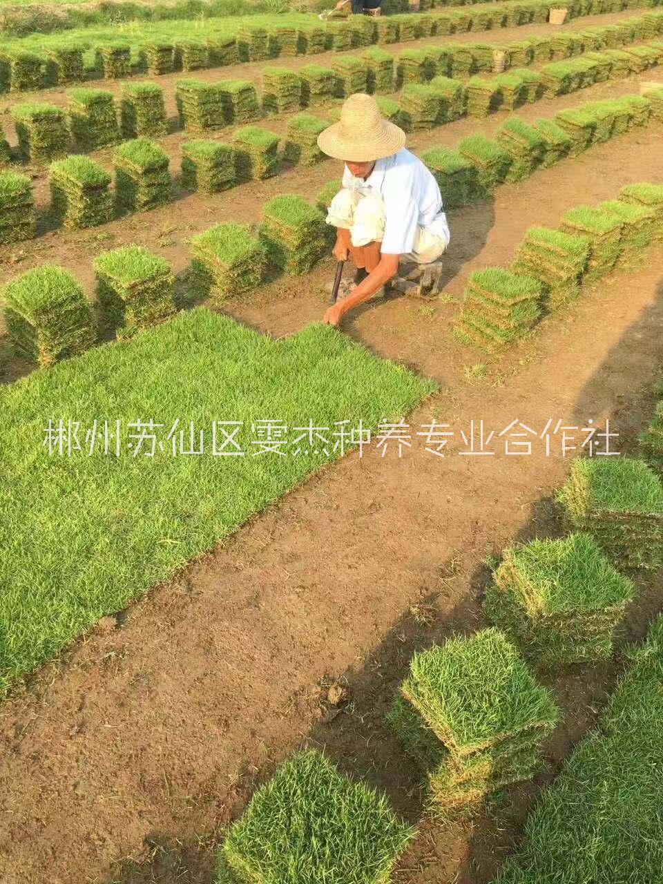 马尼拉草皮出售 郴州马尼拉草坪批发价格 郴州马尼拉草坪苗木批发价格