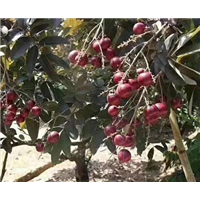 苗種植圖片/苗種植樣板圖 (3)