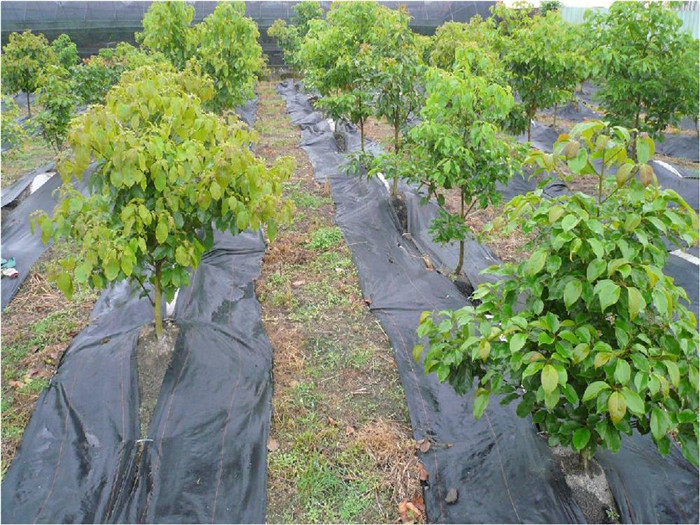 防草布圖片/防草布樣板圖 (1)