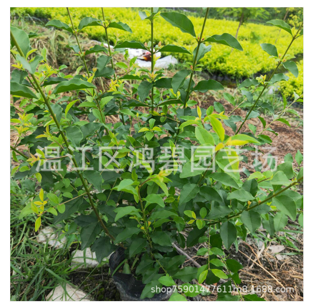 金禾女貞毛球價格圖片/金禾女貞毛球價格樣板圖 (2)