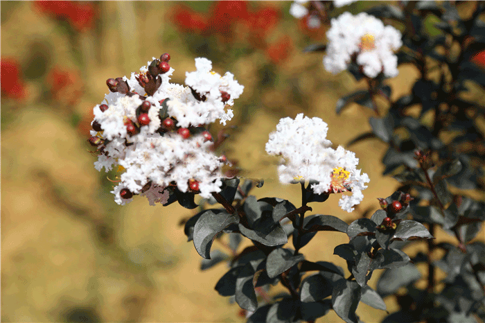 飛雪紫葉紫薇圖片
