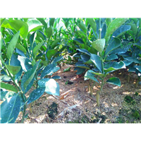 香橙砧沃柑091樹苗圖片/香橙砧沃柑091樹苗樣板圖 (2)