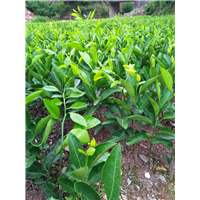 福建莆田柑橘苗种植基地图片