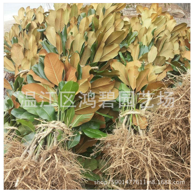 广玉兰种植基地图片